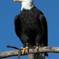 American picture aguila Eagle Bald Haliaeetus_leucocephalus4_(softeis)