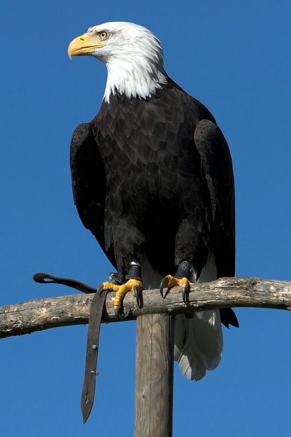 American picture aguila Eagle Bald Haliaeetus_leucocephalus4_(softeis)