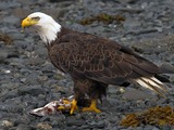 Bald American Eagle aguila picture 2010-bald-eagle-kodiak