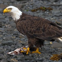 Bald American Eagle aguila picture 2010-bald-eagle-kodiak