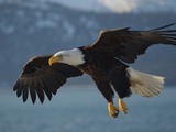 Bald American Eagle picture aguila Bald_Eagle_Alaska_(10)