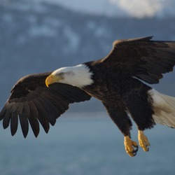 Bald American Eagle picture aguila Bald_Eagle_Alaska_(10)