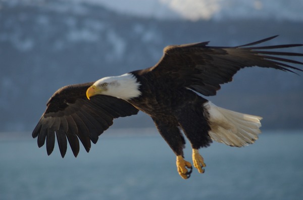 Bald American Eagle picture aguila Bald_Eagle_Alaska_(10)