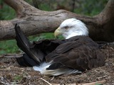 Bald American aguila Eagle picture Bald_eagle_(4531334194)