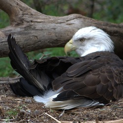 Bald American aguila Eagle picture Bald_eagle_(4531334194)