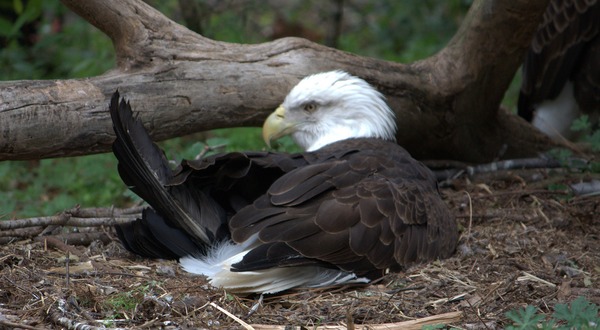 Bald American aguila Eagle picture Bald_eagle_(4531334194)