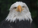 Bald American picture Eagle aguila Bald_Eagle_RWD