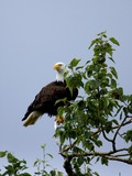 Bald American picture Eagle aguila Haliaeetus_leucocephalus-tree2-USFWS