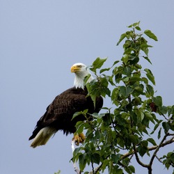 Bald American picture Eagle aguila Haliaeetus_leucocephalus-tree2-USFWS