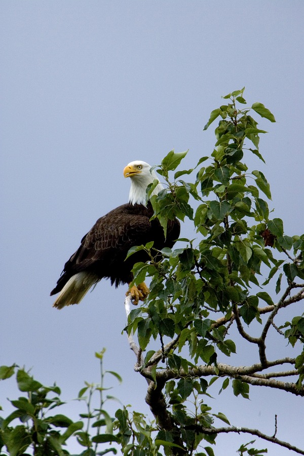 Bald American picture Eagle aguila Haliaeetus_leucocephalus-tree2-USFWS