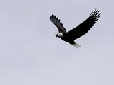 Bald American picture aguila Eagle Haliaeetus_leucocephalus-flight-USFWS