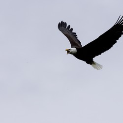 Bald American picture aguila Eagle Haliaeetus_leucocephalus-flight-USFWS