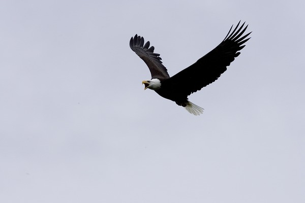 Bald American picture aguila Eagle Haliaeetus_leucocephalus-flight-USFWS