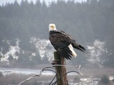 Bald Eagle American picture aguila Bald_Eagle,_Kodiak,_Alaska