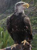 Bald Eagle picture aguila American SeeadlerPalmitos