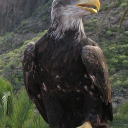 Bald Eagle picture aguila American SeeadlerPalmitos