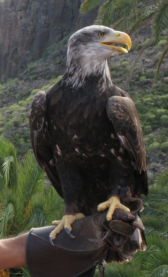 Bald Eagle picture aguila American SeeadlerPalmitos