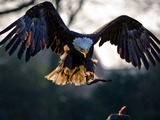 Bald aguila American Eagle picture American_Bald_Eagle,_landing