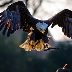 Bald aguila American Eagle picture American_Bald_Eagle,_landing