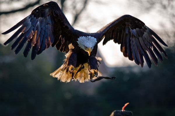 Bald aguila American Eagle picture American_Bald_Eagle,_landing