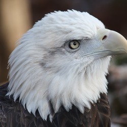 Bald aguila American Eagle picture Eagle picture Bald American aguila BaldEagle2010_2