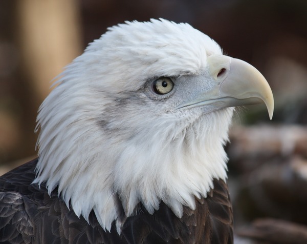 Bald aguila American Eagle picture Eagle picture Bald American aguila BaldEagle2010_2