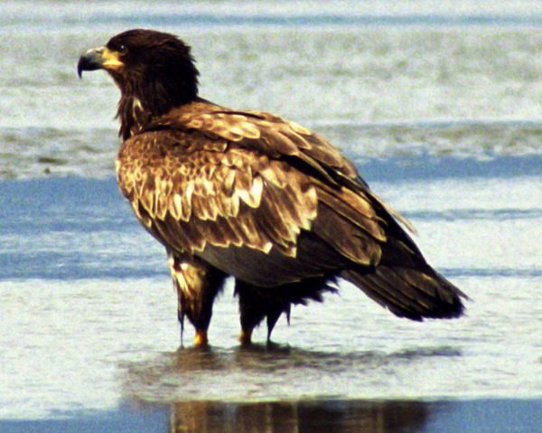 Bald aguila American Eagle picture Juvenile_Bald_Eagle_Wet