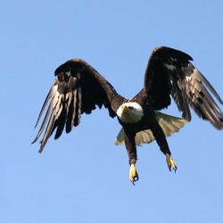 Bald aguila American picture Eagle Haliaeetus_leucocephalus5