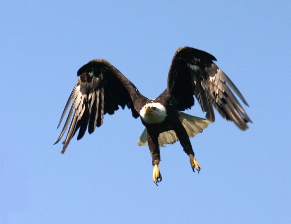 Bald aguila American picture Eagle Haliaeetus_leucocephalus5