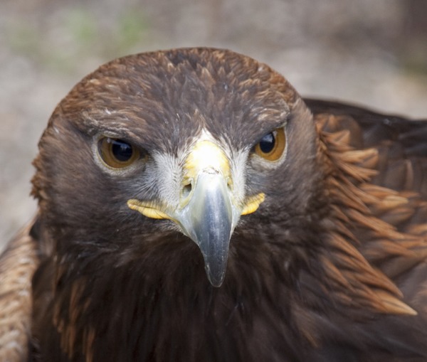 Bald aguila American picture Eagle Young_Bald_Eagle_Head_2_(4451577114)