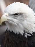 Bald aguila Eagle American picture Bald_Eagle13