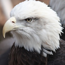 Bald aguila Eagle American picture Bald_Eagle13