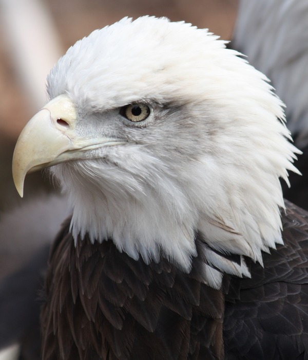 Bald aguila Eagle American picture Bald_Eagle13