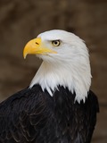 Bald aguila Eagle picture American Bald_Eagle_Portrait