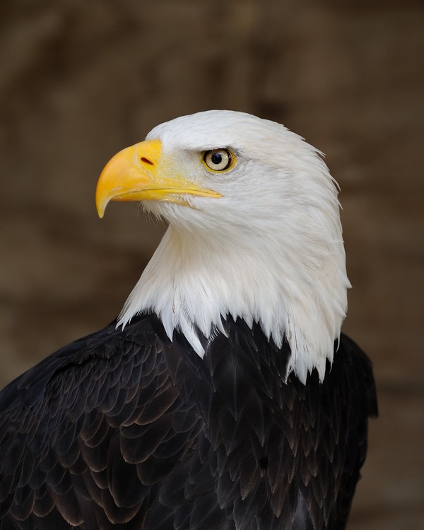 Bald aguila Eagle picture American Bald_Eagle_Portrait