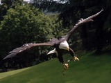 Bald picture American Eagle aguila Bald_eagle_warwick2