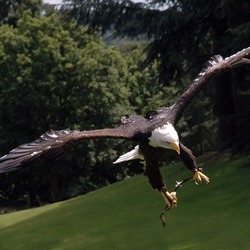 Bald picture American Eagle aguila Bald_eagle_warwick2