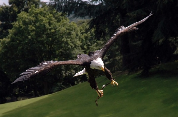 Bald picture American Eagle aguila Bald_eagle_warwick2