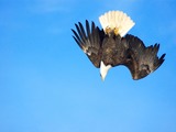 Bald picture Eagle American aguila Bald_Eagle_Alaska_(20)