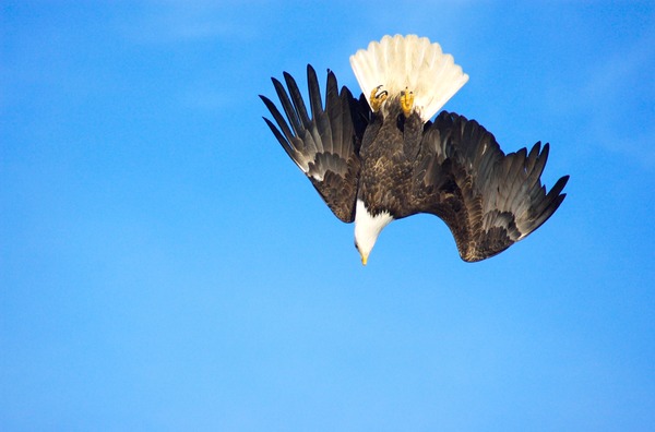 Bald picture Eagle American aguila Bald_Eagle_Alaska_(20)