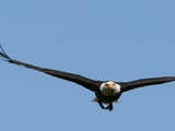 Bald picture Eagle American aguila Haliaeetus_leucocephalus7_(softeis)