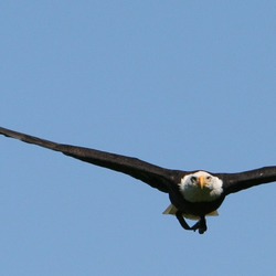 Bald picture Eagle American aguila Haliaeetus_leucocephalus7_(softeis)