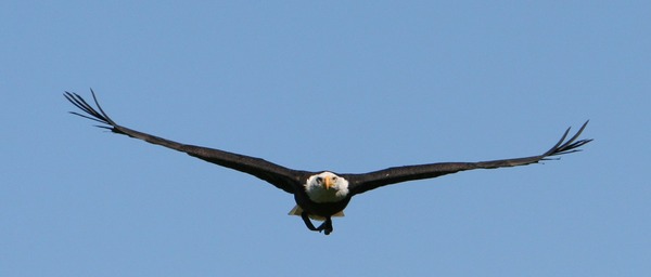 Bald picture Eagle American aguila Haliaeetus_leucocephalus7_(softeis)