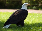 Eagle American Bald aguila picture Haliaeetus_leucocephalus_LC0196