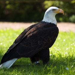 Eagle American Bald aguila picture Haliaeetus_leucocephalus_LC0196