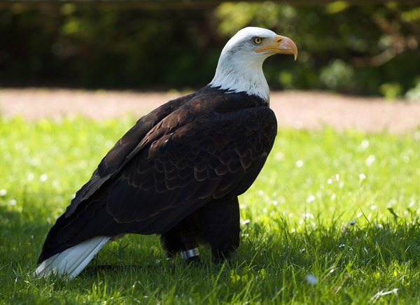 Eagle American Bald aguila picture Haliaeetus_leucocephalus_LC0196