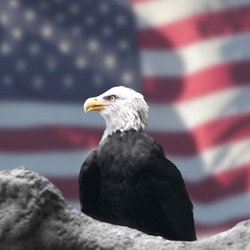 Eagle American Bald picture aguila Eagle_and_American_Flag_by_Bubbels