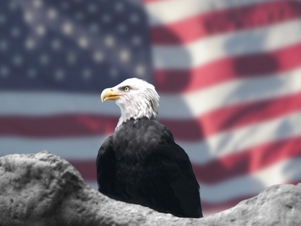 Eagle American Bald picture aguila Eagle_and_American_Flag_by_Bubbels
