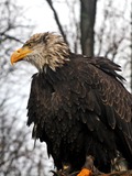 Seeadler (Haliaeetus albicilla), white-tailed eagle