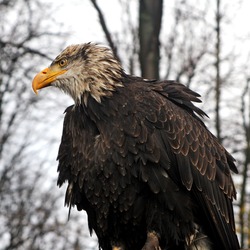 Seeadler (Haliaeetus albicilla), white-tailed eagle